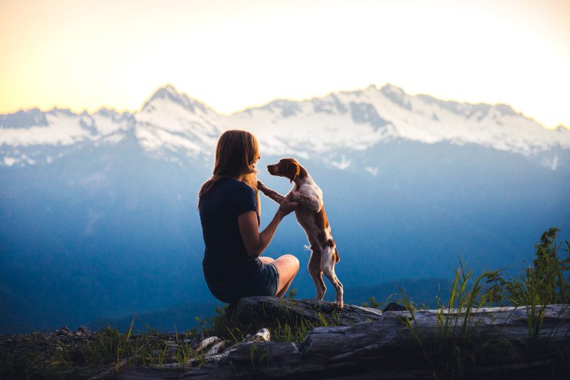 Alimento Orijen para Perros en México | Ofertas Especiales - Amy Tiny Paws 1 Alimento Orijen para Perros en México | Ofertas Especiales - Amy Tiny Paws